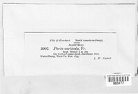 Poria corticola image